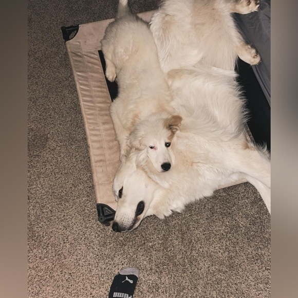 Welcome to our Posh!! - Picture 11 of 17